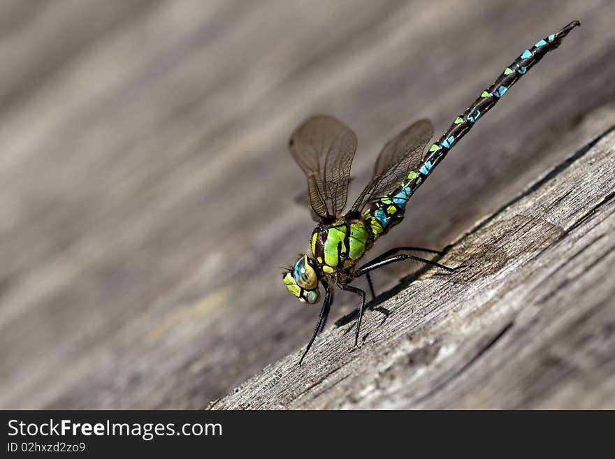 Migrant Hawker dragonfly on the wall. Migrant Hawker dragonfly on the wall