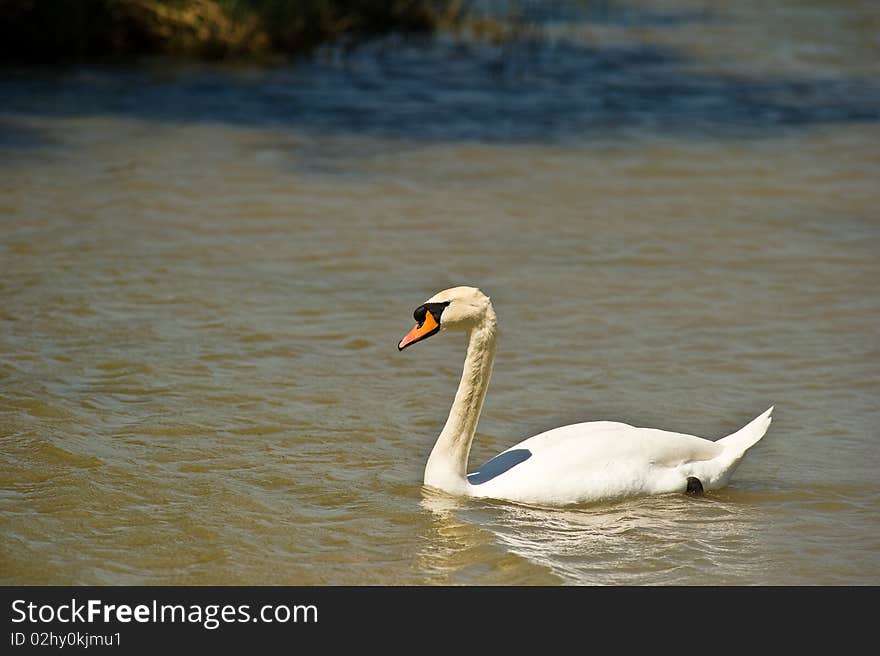 Mute Swan swimming in calmness and elegance