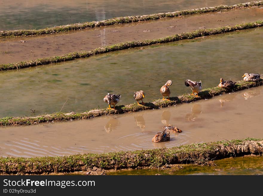 Ducks on the ridge, Sapa, Vietnam. Ducks on the ridge, Sapa, Vietnam