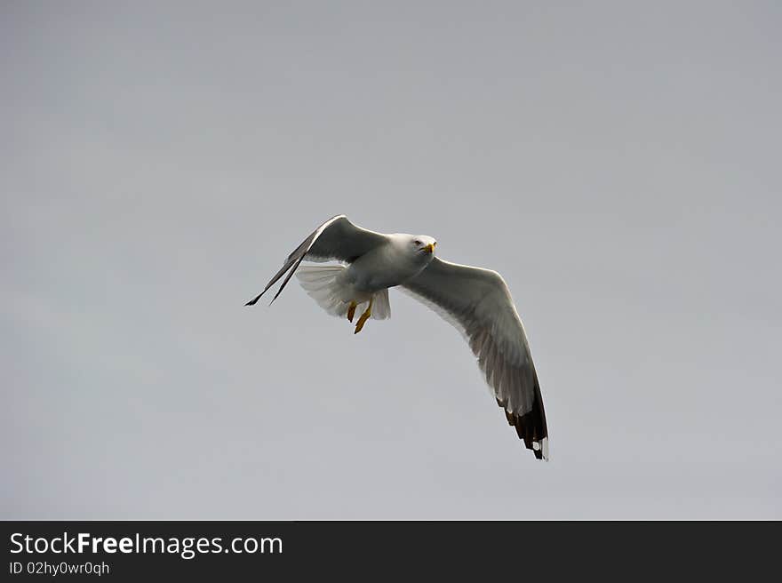 Adult Herring Gull overflying and watching with a sharp eye