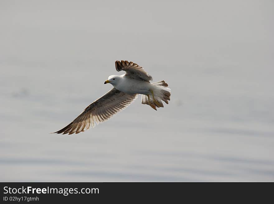 Adult Herring Gull overflying and watching with a sharp eye