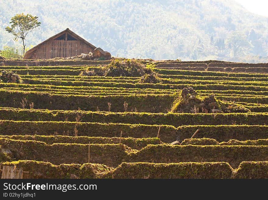 Stairways Rice Fields