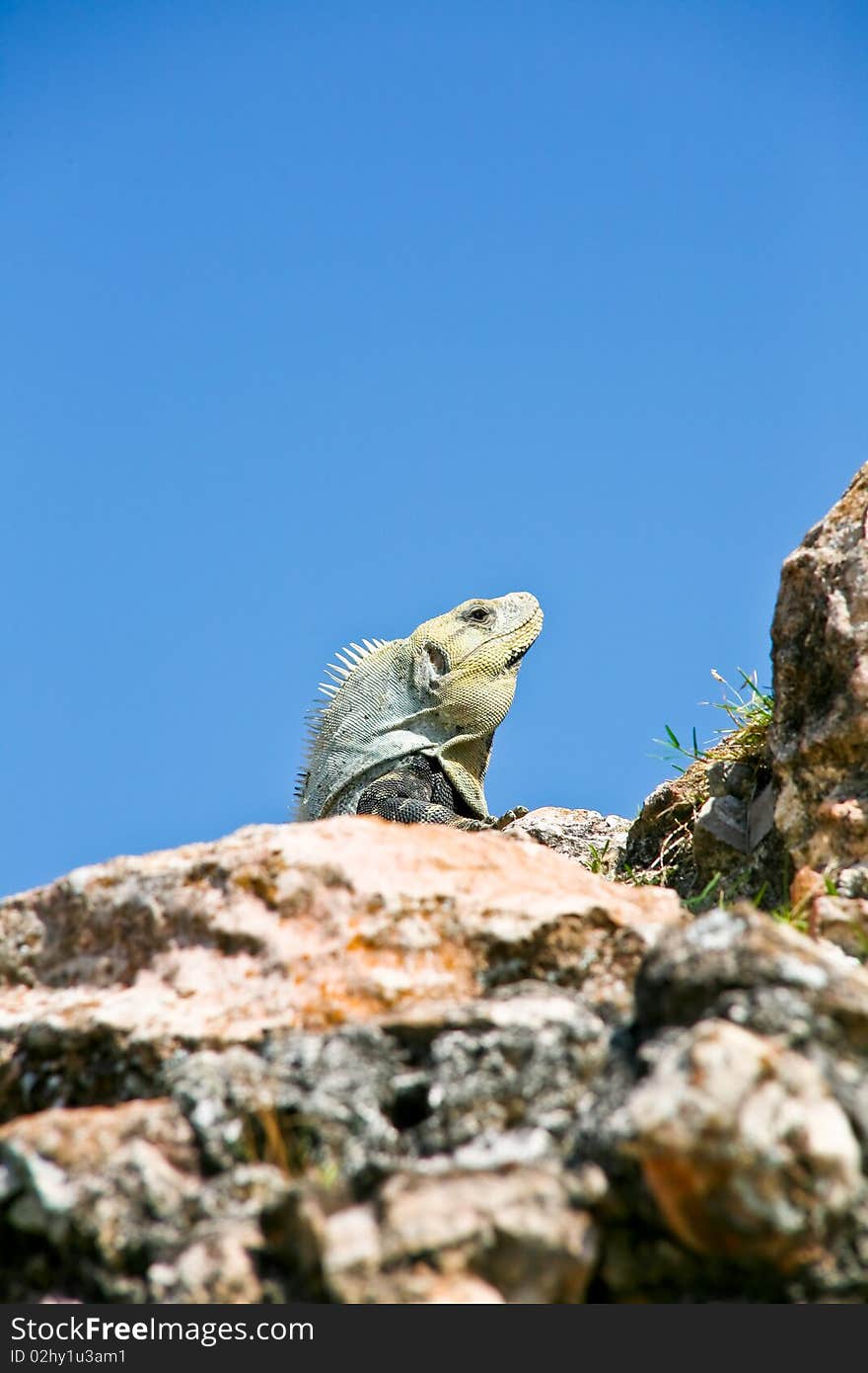 Iguana at mayan ruins mexico