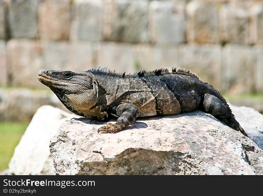 Iguana at mayan ruins mexico