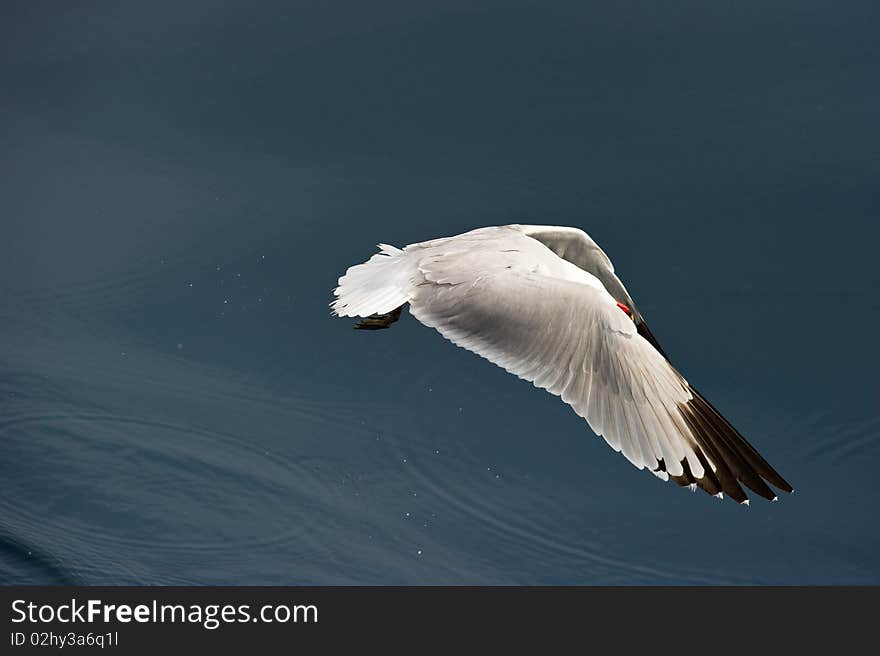 Audouin´s Gull (Larus audouinii) hiding her head under her wings while in flight at the mediterranean sea. Audouin´s Gull (Larus audouinii) hiding her head under her wings while in flight at the mediterranean sea