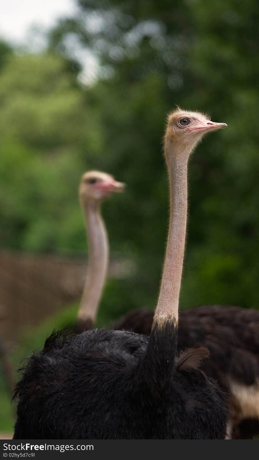 A Couple Of Ostrich