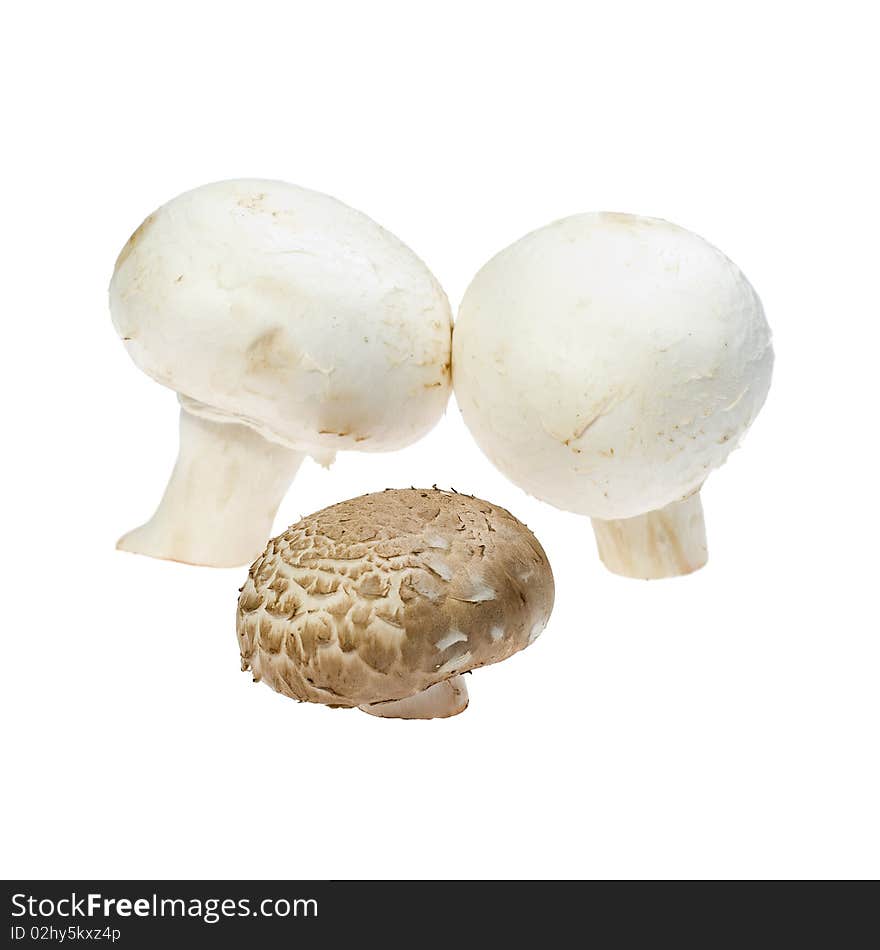 Three mushrooms