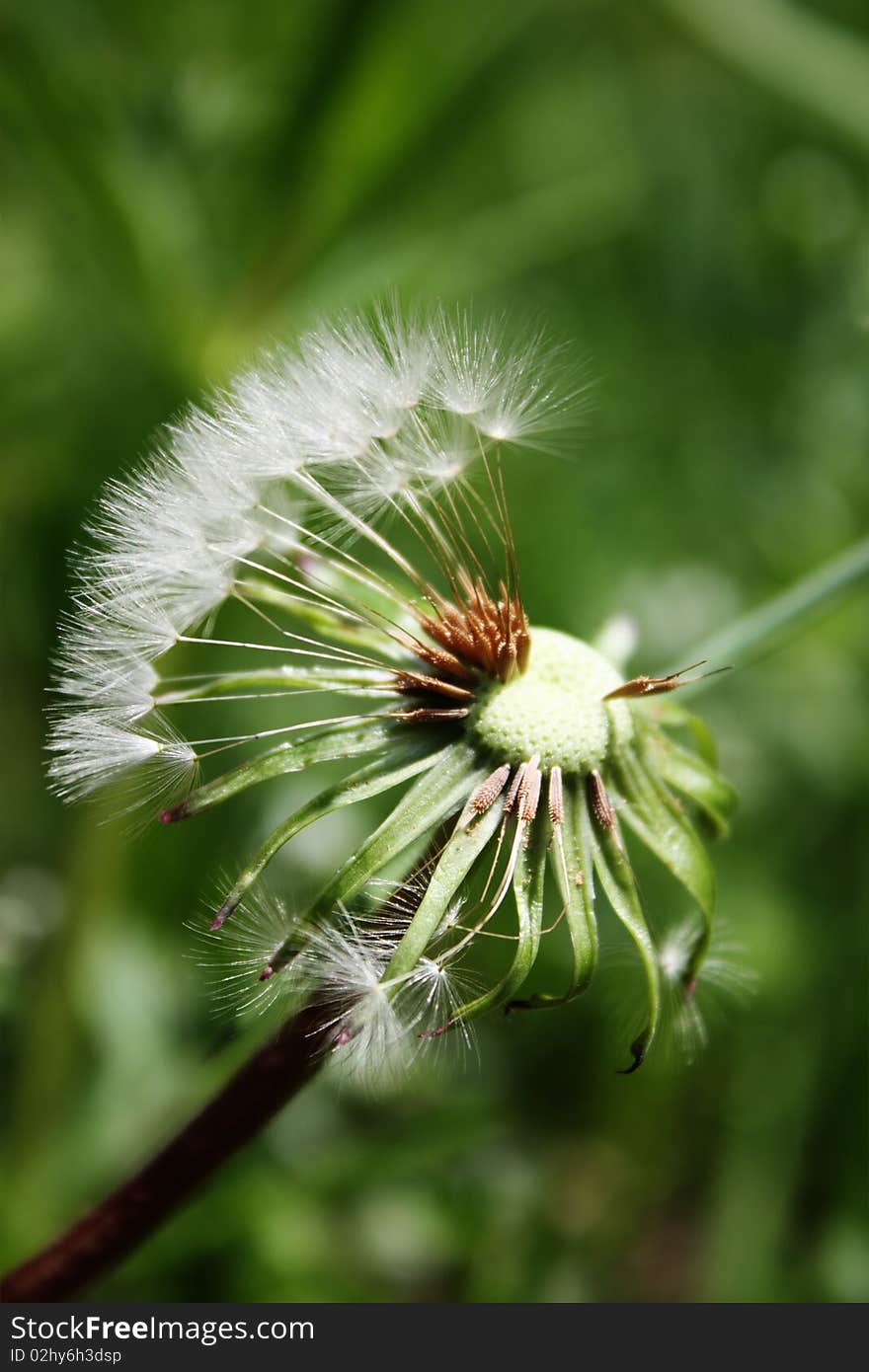 Dandelion afield