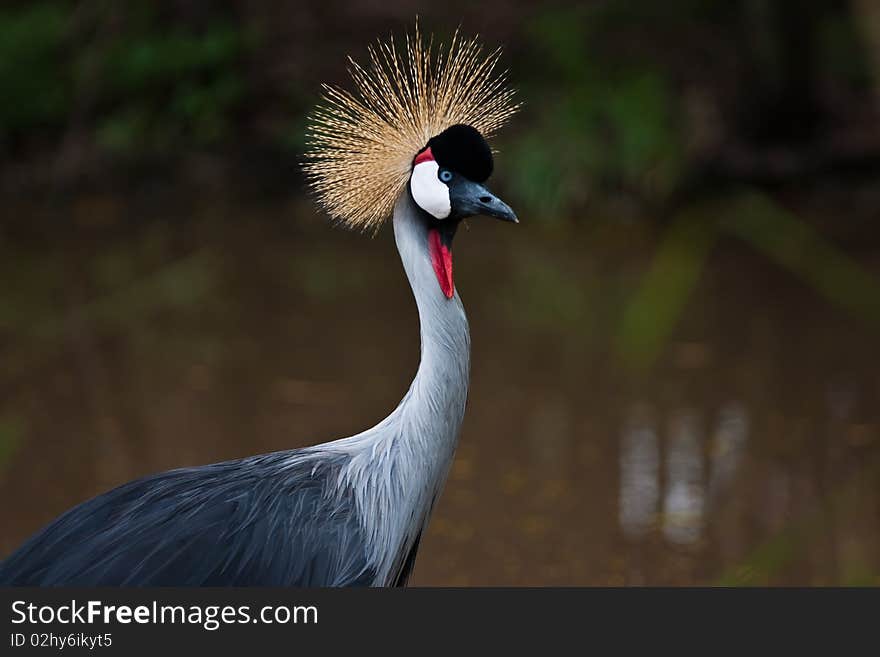 A Beautiful Crown Crane