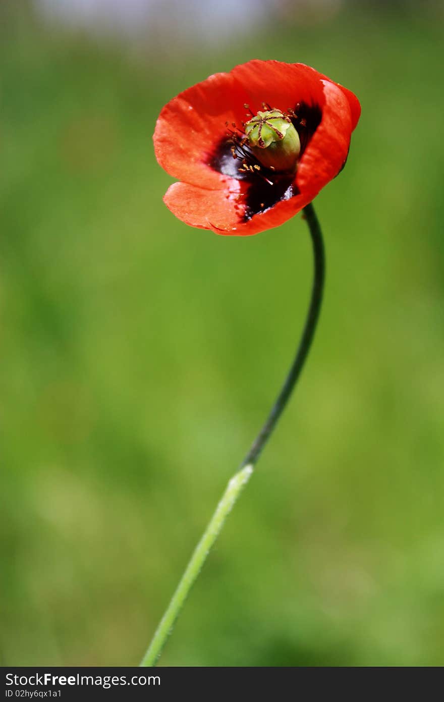 Poppy flower