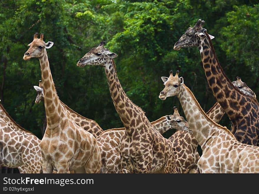 A group of Giraffes walking together