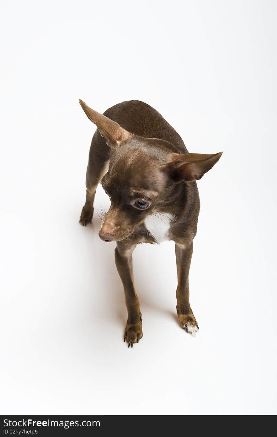 Funny curious toy terrier dog