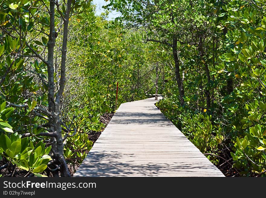 The mangrove forest and the bridge for education. The mangrove forest and the bridge for education