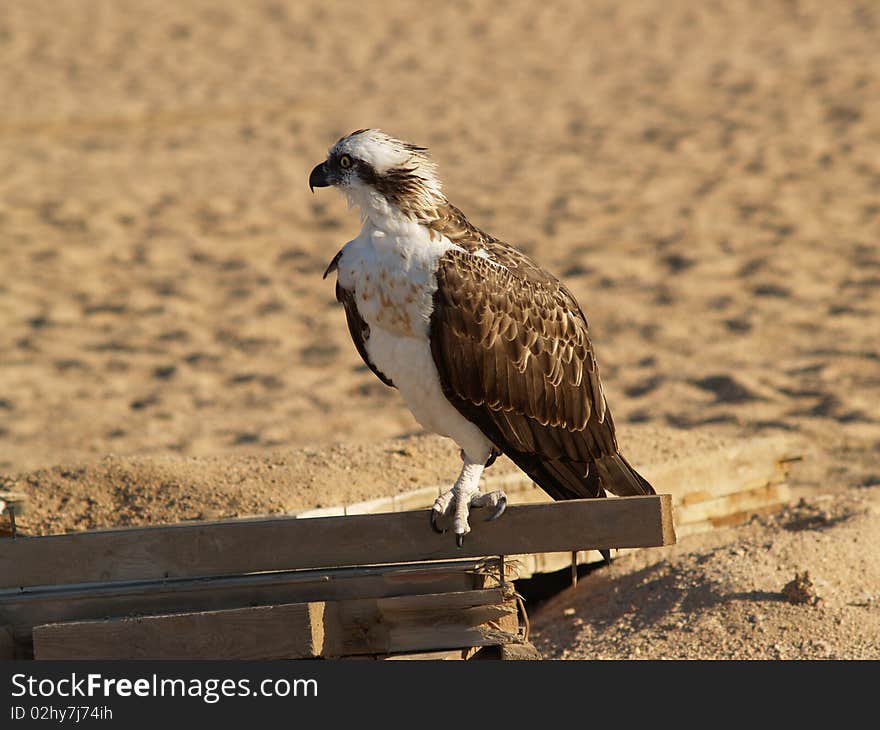 Eagle sit on balk. Sand background. Egypt.