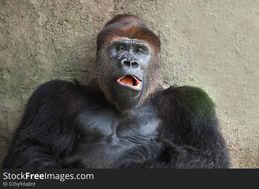 Silver Back Lowland Gorilla with a yawning expression.