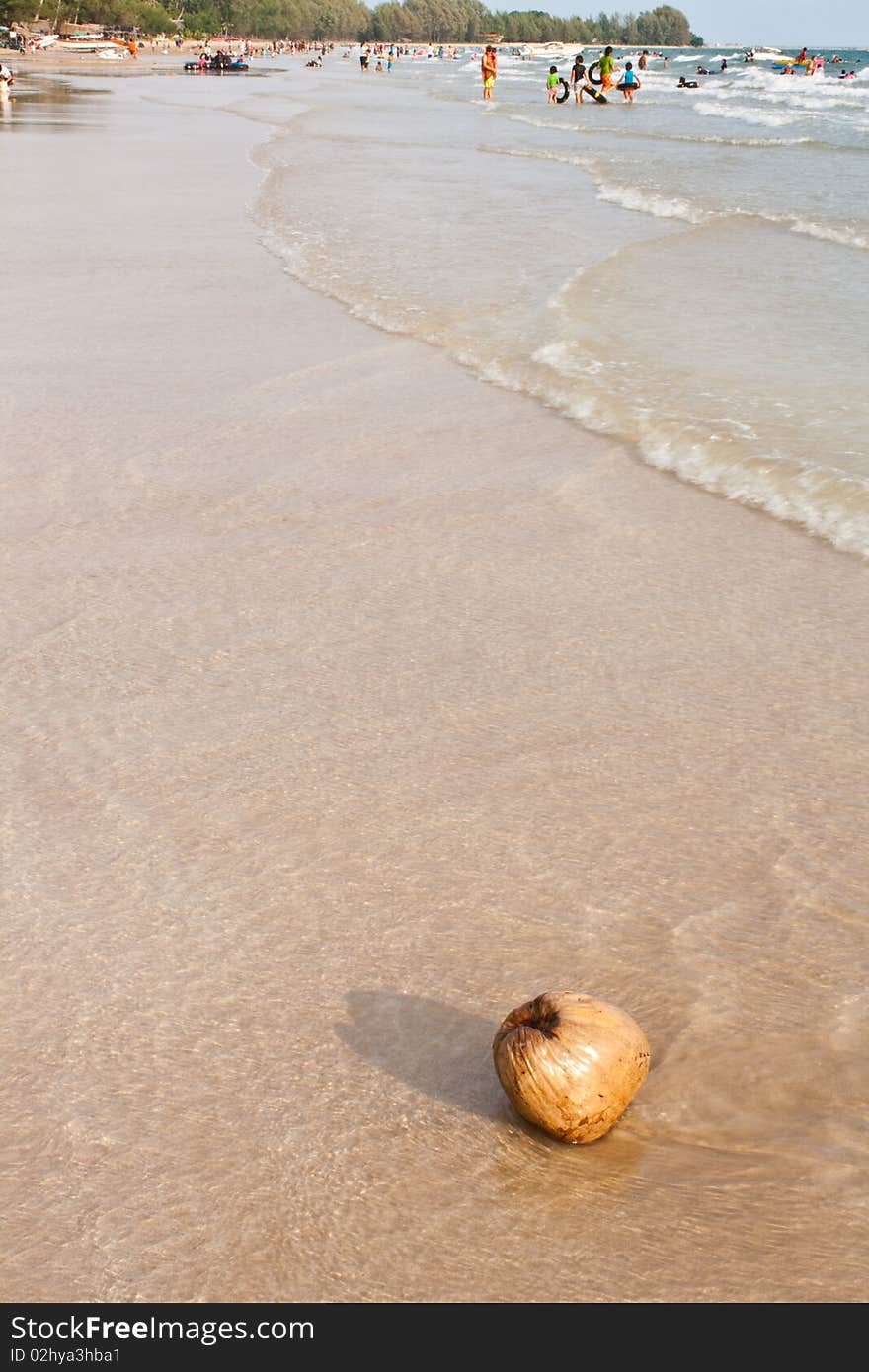 The coconut on the beach ,relaxation for life