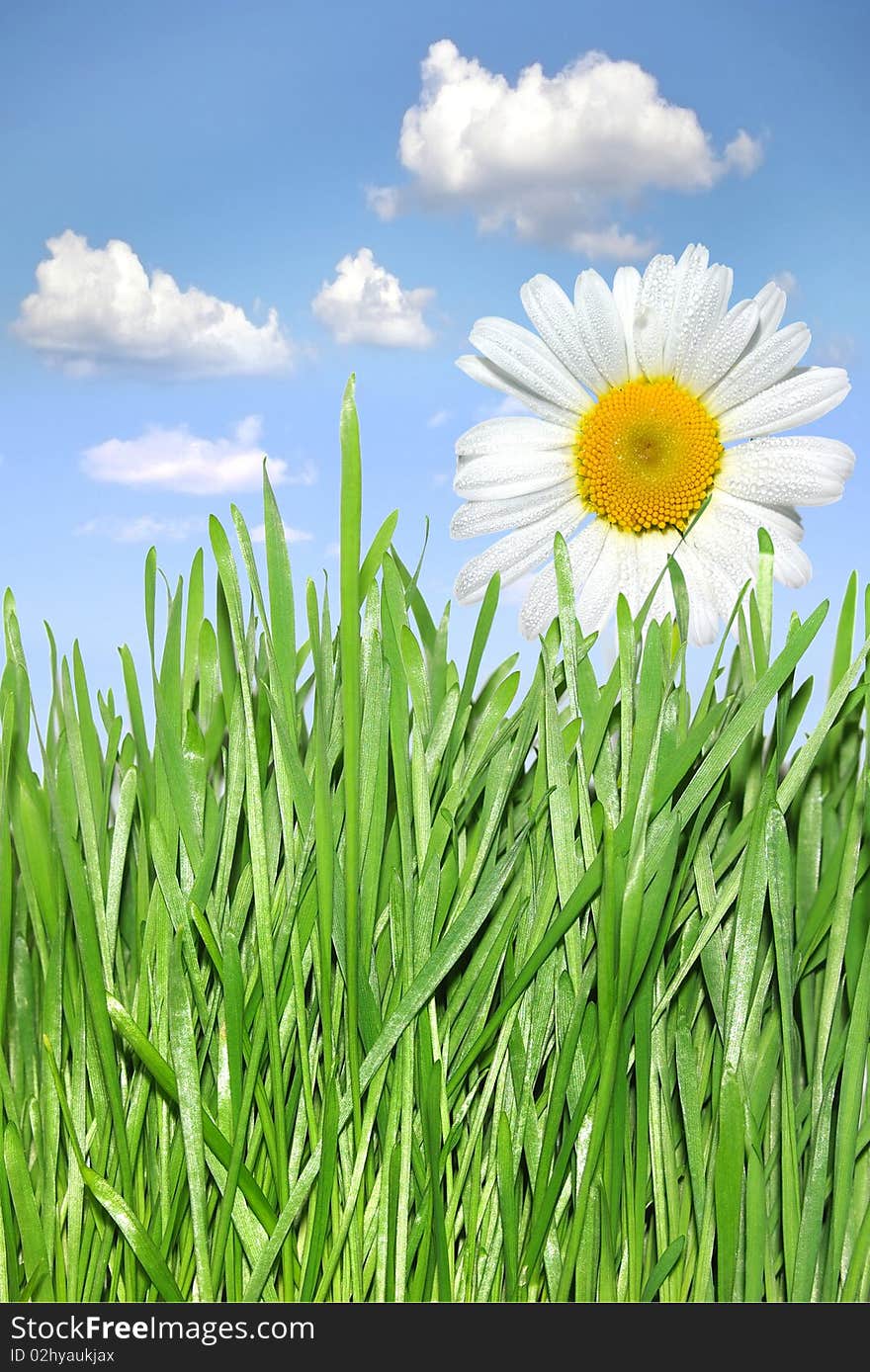 Green grass and camomile