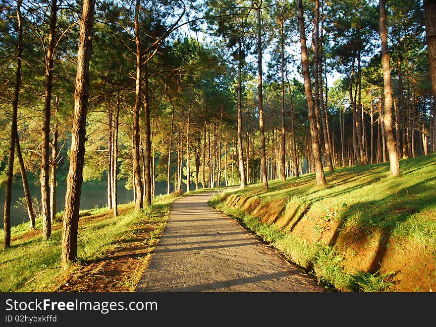 Pine with sunrise at Pang Ung, Mae hong son, North of Thailand