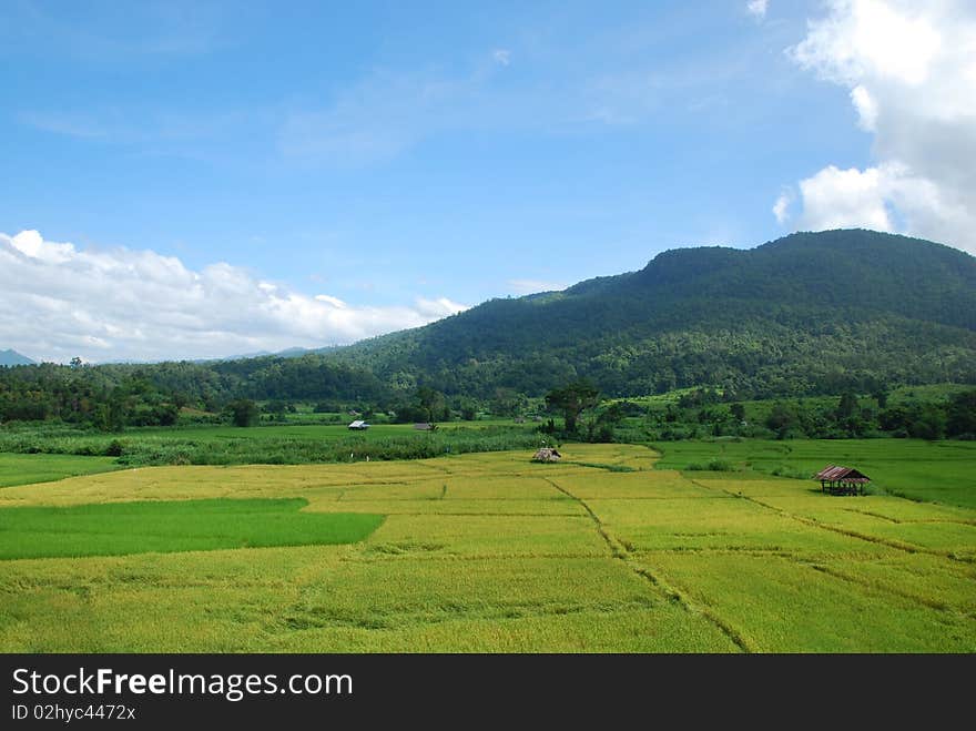 Rice field in north of Thailand