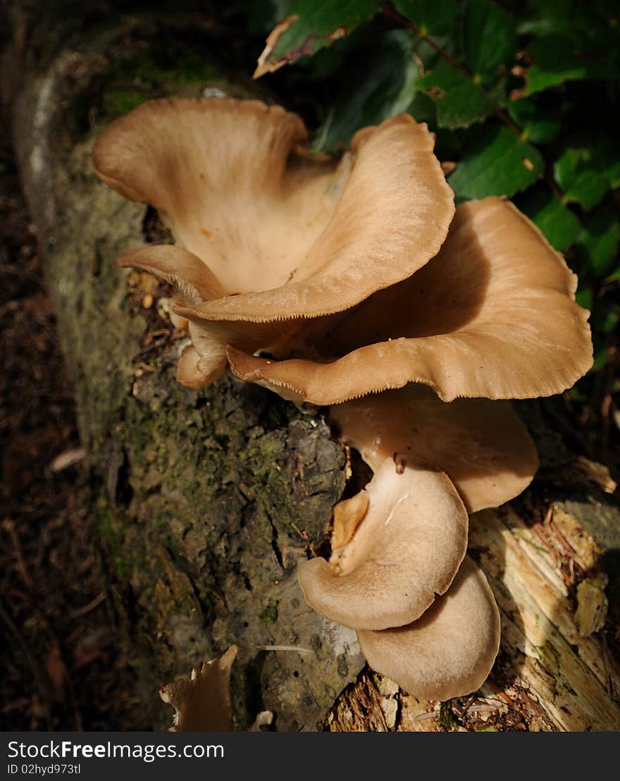 Mushroooms growing on a log