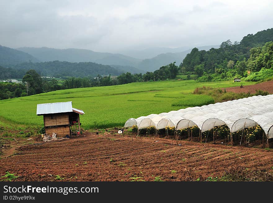 Rice field