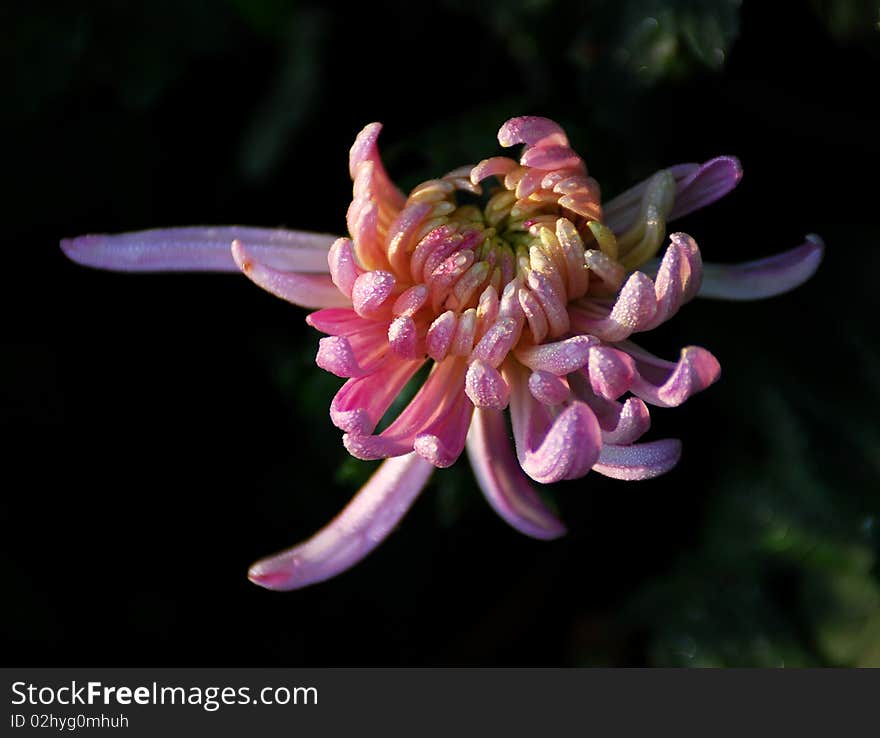 Chrysanthemum