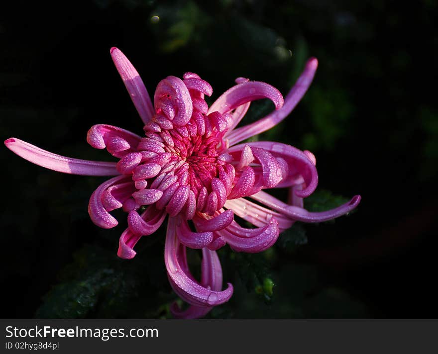 A mystery and lovely flower in a park. A mystery and lovely flower in a park