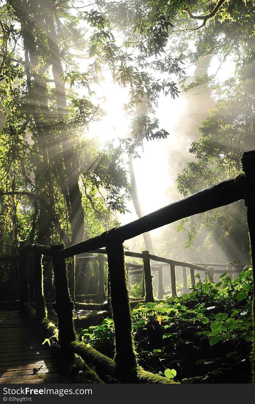 Forest in northern of Thailand