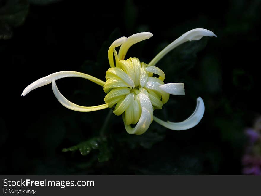 In the morning,a white chrysanthemum smiling under the sunshine