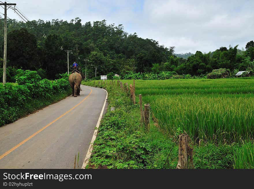 Rice field with elephant