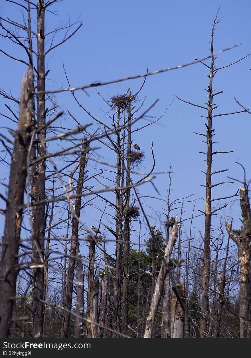 Birds on High Nests