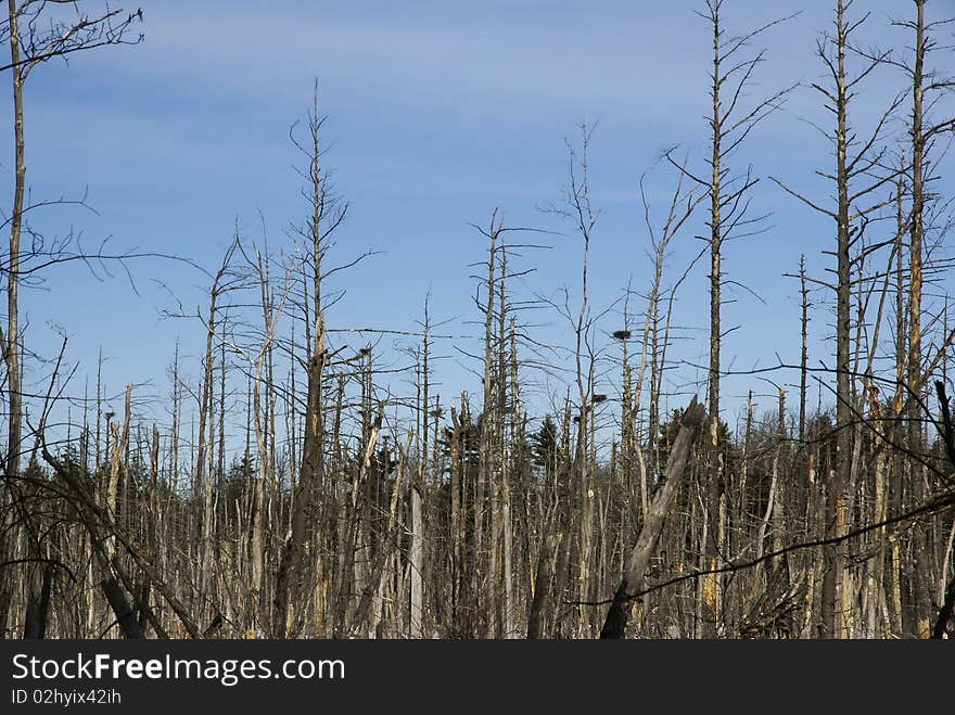 Large nests in the tree tops against the winter sky. Large nests in the tree tops against the winter sky