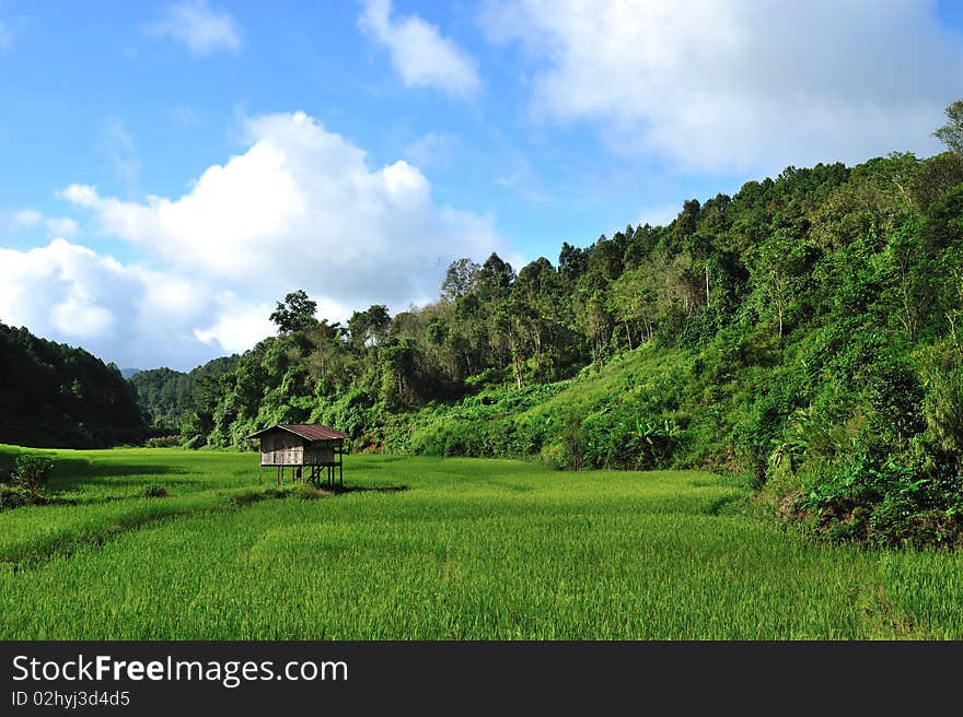 Rice field in north of Thailand