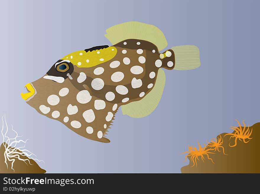 Clown Triggerfish