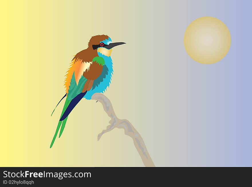 European Bee-eater