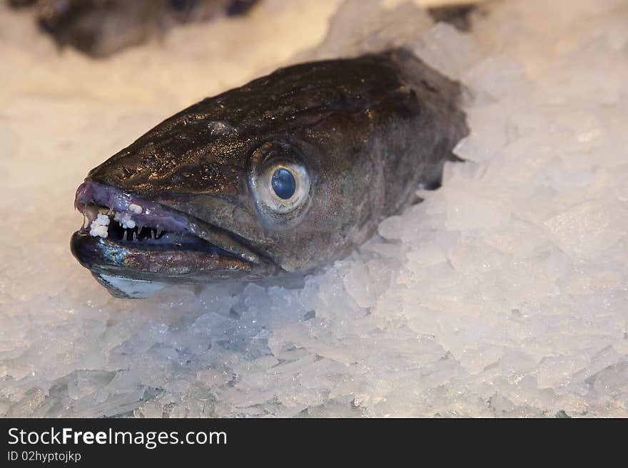 A fish on ice at a fish market. A fish on ice at a fish market