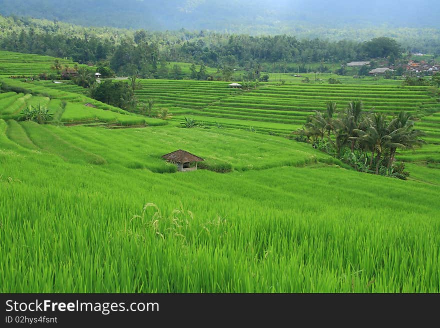 Rice Field at Bali Indonesia