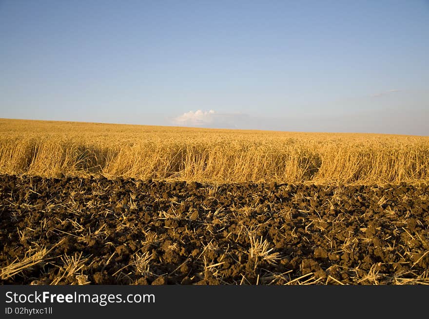 Wheat field and processed soil