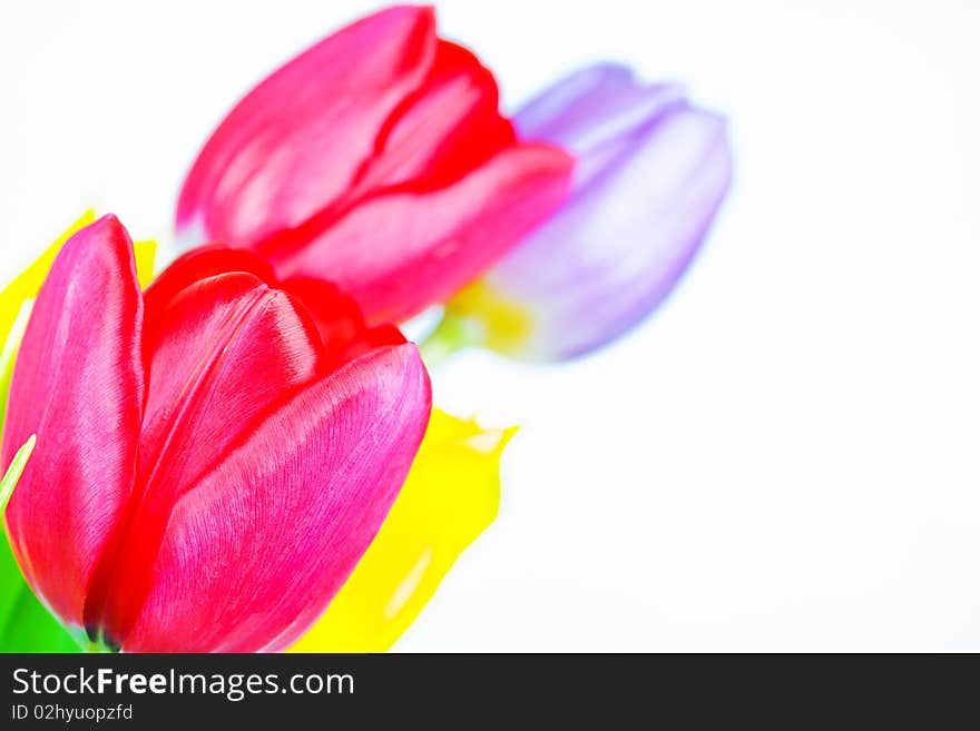 Tulips