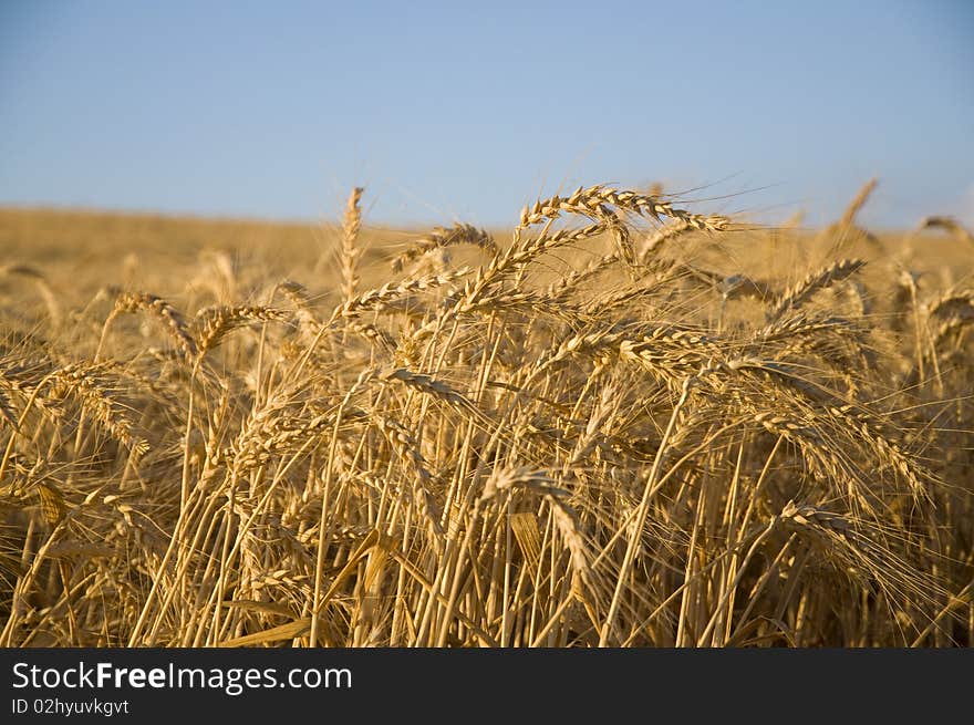 Wheat field close up ready for harvesting