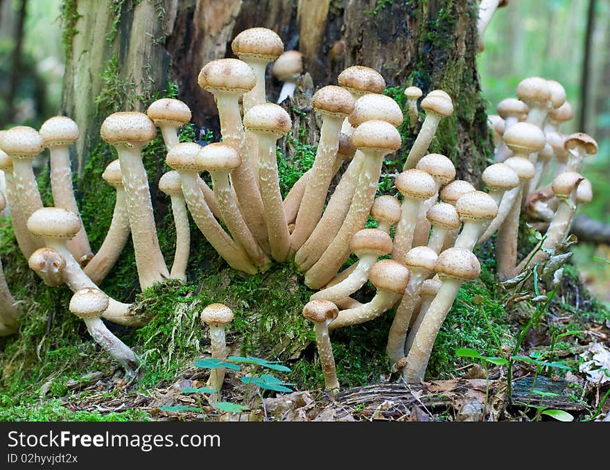 Agaric honey fungus on stump