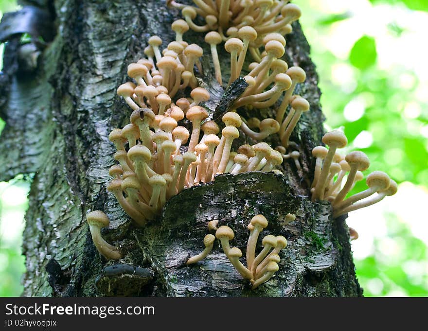 Agaric honey fungus on tree