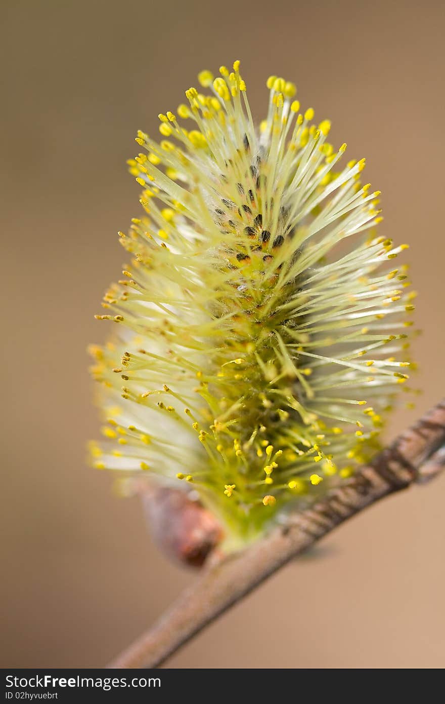 Blossoming pussy-willow