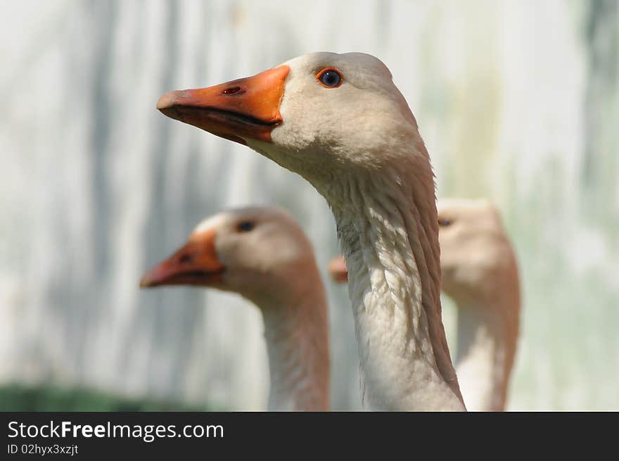 White domestic goose portrait, countryside. White domestic goose portrait, countryside