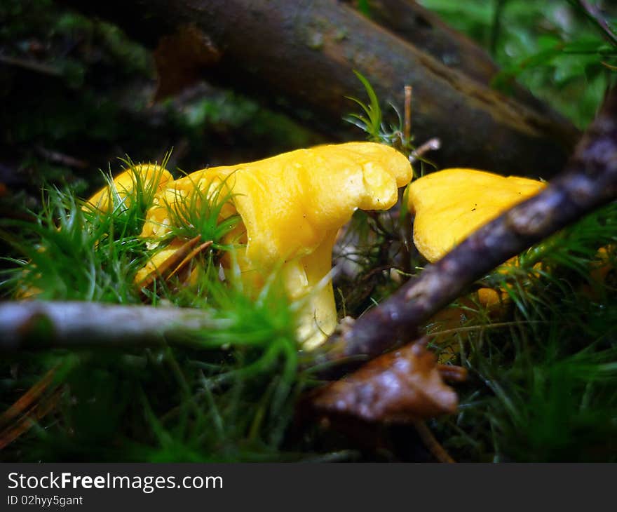 Golden chanterelle mushroom