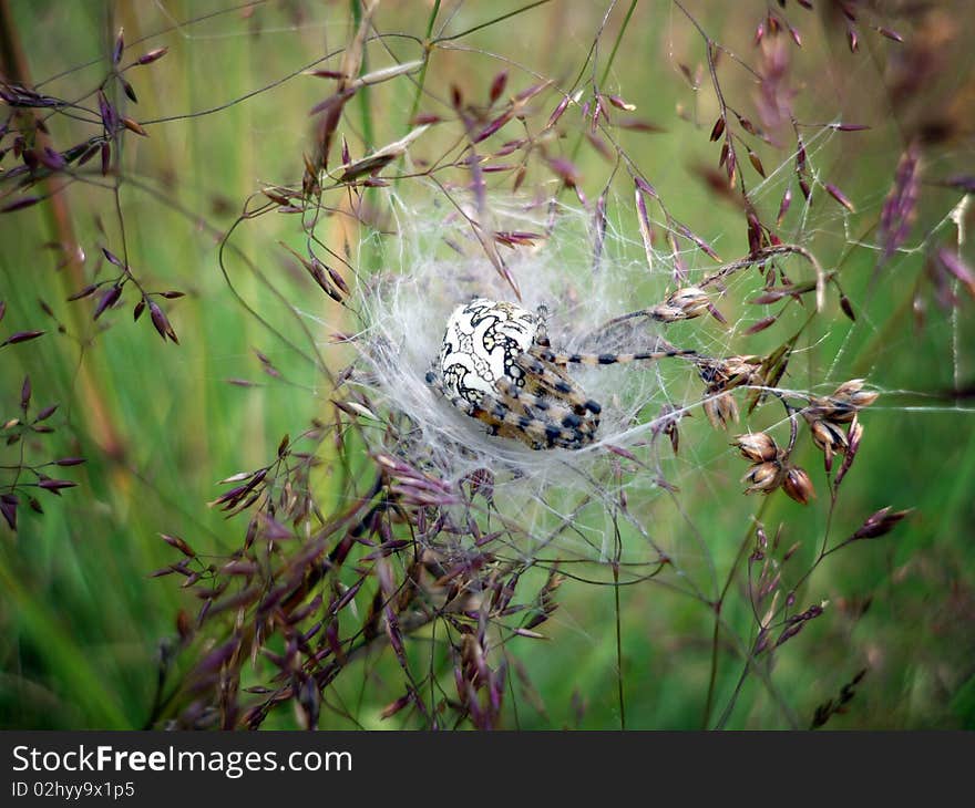 Pregnant spider