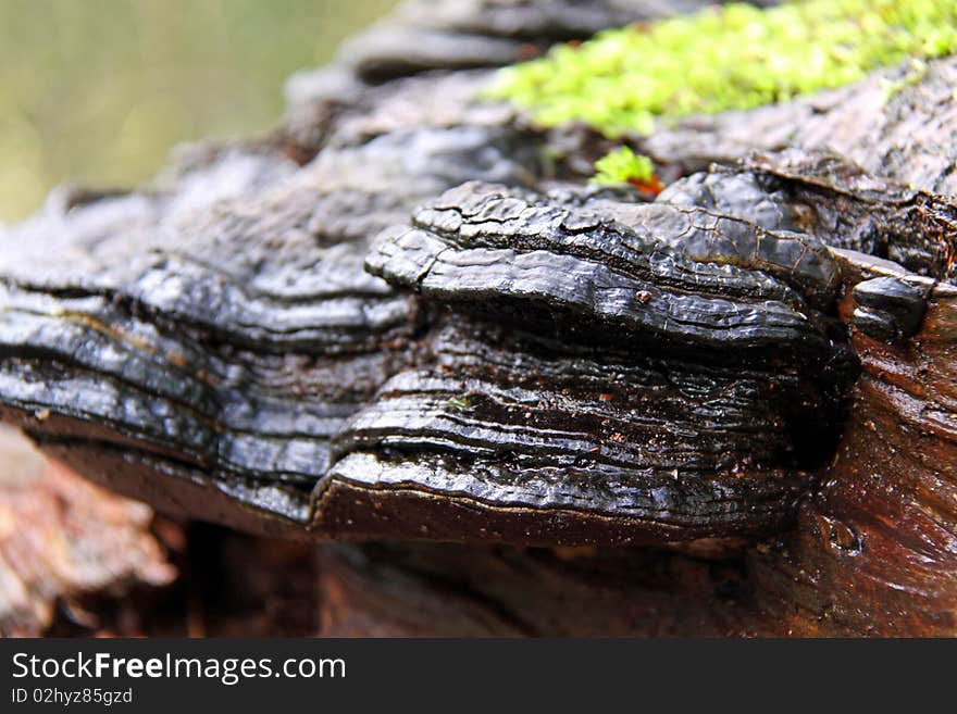 Bracket Fungi on an old dead Silver Birch tree