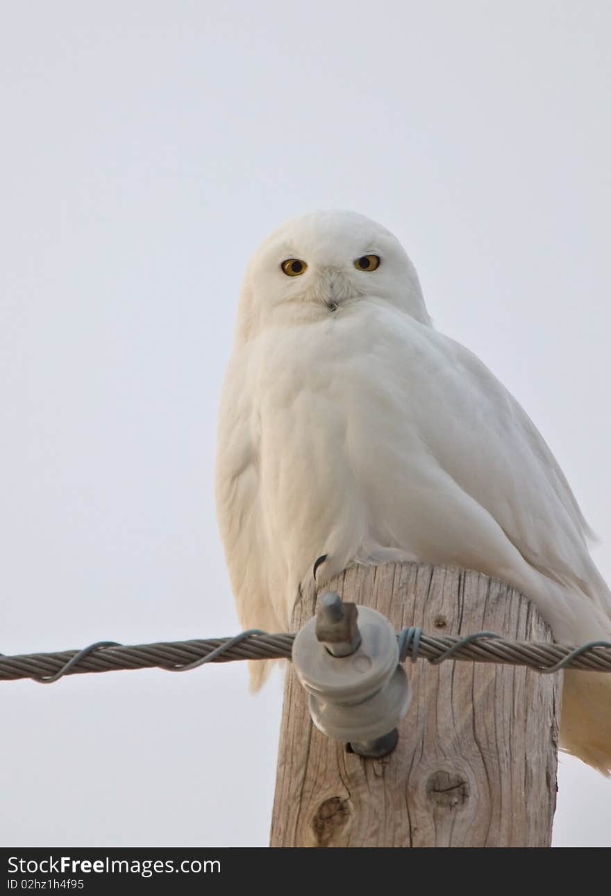 Snowy Owl Saskatchewan Canada Male