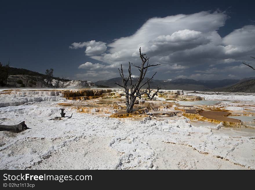 In the park of Yellowstone, Wyoming dead tree. In the park of Yellowstone, Wyoming dead tree