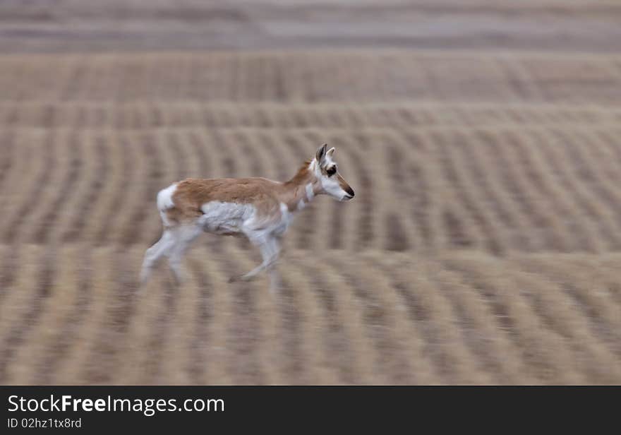 Pronghorn Antelope Saskatchewan Canada